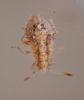 Rhopalus sp.